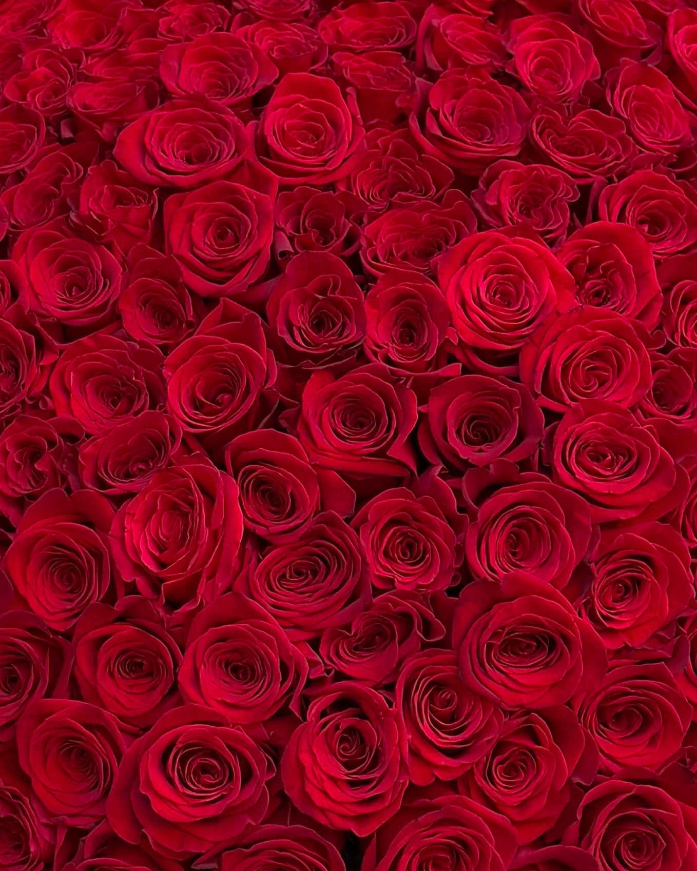 Red Roses
